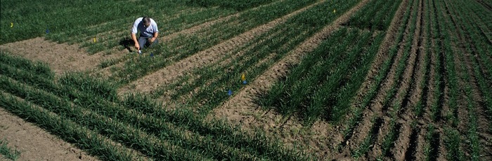 Wheat field trials
