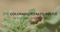 Colorado Potato Beetle in the Columbia Basin