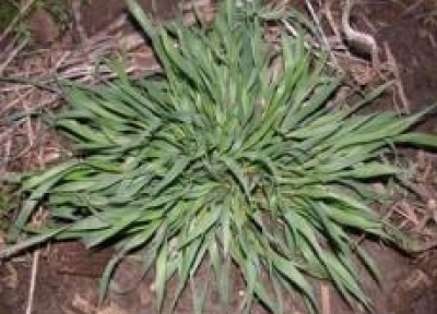 Roughstalk Bluegrass Roughstalk Bluegrass