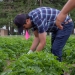 Tajamul Hussain, postdoctoral scholar at Oregon State University Hermiston Agricultural Research and Extension Center, gives a demonstration on evaluating irrigation and nitrogen application. June 26, 2024, in Hermiston. Photo: Yasser Marte/East Oregonian