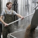 Processing hops. Photo: Amanda Loman/Associated Press
