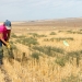 Judit Barroso, associate professor in weed science at Oregon State, removes Rusian thistle from a test plot at the OSU Columbia Basin Agricultural Research Center outside Pendleton.  Credit: Lynn Ketchum