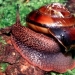 Pacific sideband snail. Credit: William P. Leonard